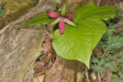 Red Trillium, Trillium erectum