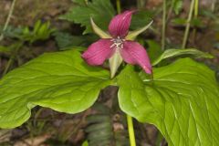 Red Trillium, Trillium erectum