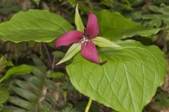 Red Trillium, Trillium erectum