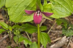 Red Trillium, Trillium erectum