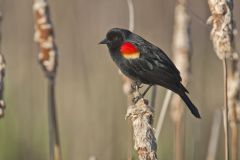 Red-winged Blackbird, Agelaius phoeniceus