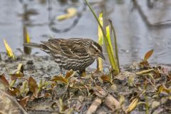 Red-winged Blackbird, Agelaius phoeniceus