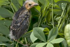 Red-winged Blackbird, Agelaius phoeniceus