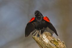 Red-winged Blackbird, Agelaius phoeniceus