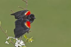 Red-winged Blackbird, Agelaius phoeniceus