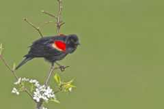 Red-winged Blackbird, Agelaius phoeniceus