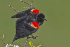 Red-winged Blackbird, Agelaius phoeniceus