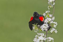 Red-winged Blackbird, Agelaius phoeniceus