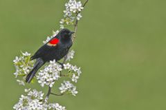 Red-winged Blackbird, Agelaius phoeniceus