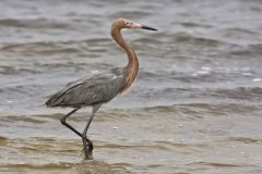 Reddish Egret, Egretta rufescens