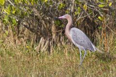 Reddish Egret, Egretta rufescens