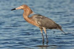 Reddish Egret, Egretta rufescens