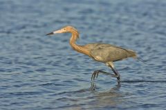 Reddish Egret, Egretta rufescens