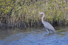 Reddish Egret, Egretta rufescens