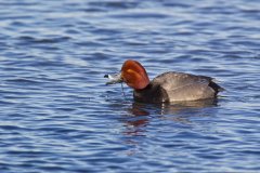 Redhead, Aythya americana