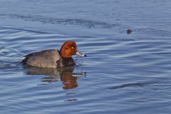 Redhead, Aythya americana