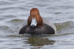 Redhead, Aythya americana