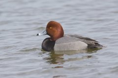 Redhead, Aythya americana