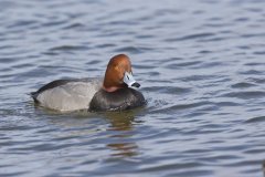 Redhead, Aythya americana