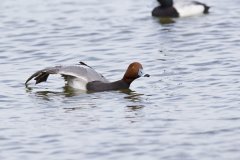 Redhead, Aythya americana