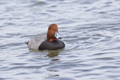 Redhead, Aythya americana