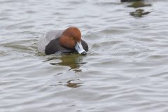 Redhead, Aythya americana