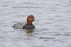 Redhead, Aythya americana