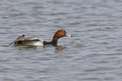 Redhead, Aythya americana