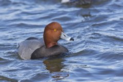 Redhead, Aythya americana