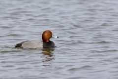 Redhead, Aythya americana