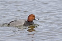 Redhead, Aythya americana