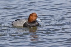 Redhead, Aythya americana