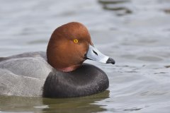 Redhead, Aythya americana