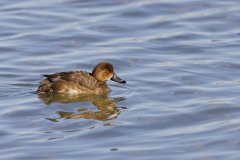 Redhead, Aythya americana