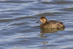 Redhead, Aythya americana