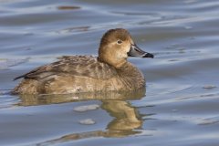 Redhead, Aythya americana