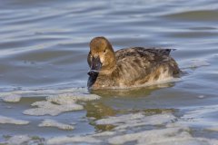 Redhead, Aythya americana