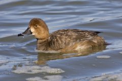 Redhead, Aythya americana