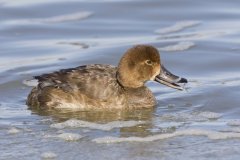 Redhead, Aythya americana