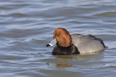 Redhead, Aythya americana