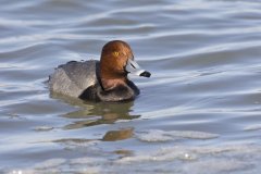 Redhead, Aythya americana