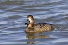 Redhead, Aythya americana