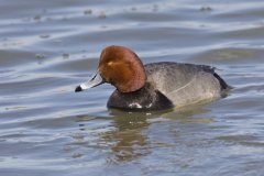 Redhead, Aythya americana