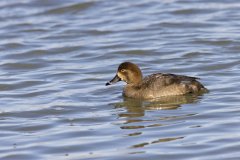 Redhead, Aythya americana