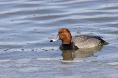 Redhead, Aythya americana