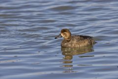 Redhead, Aythya americana