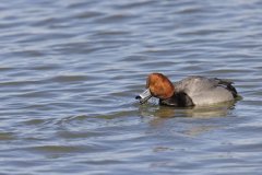 Redhead, Aythya americana