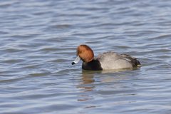 Redhead, Aythya americana