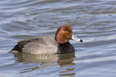 Redhead, Aythya americana