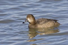 Redhead, Aythya americana